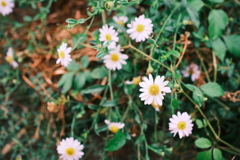 雑草