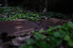 廃屋の屋根