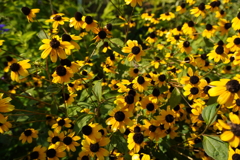 Brown-eyed susan