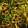 Brown-eyed susan
