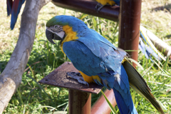 いつかのインコさん