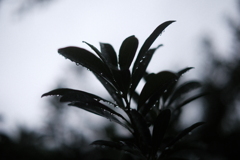 朝露