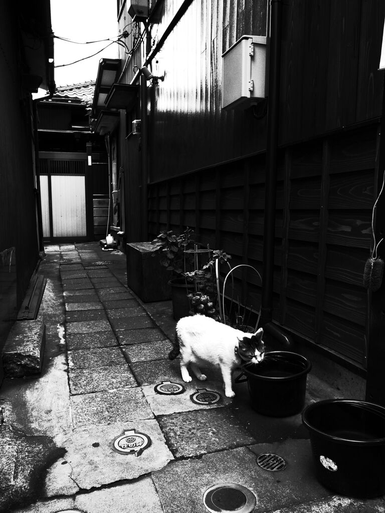 路地裏の自由人