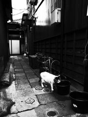 路地裏の自由人