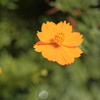 ZEISS Planar の味その2