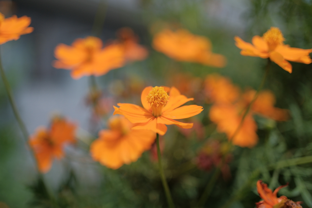ZEISS planarの味