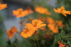 ZEISS planarの味