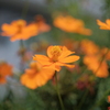 ZEISS planarの味