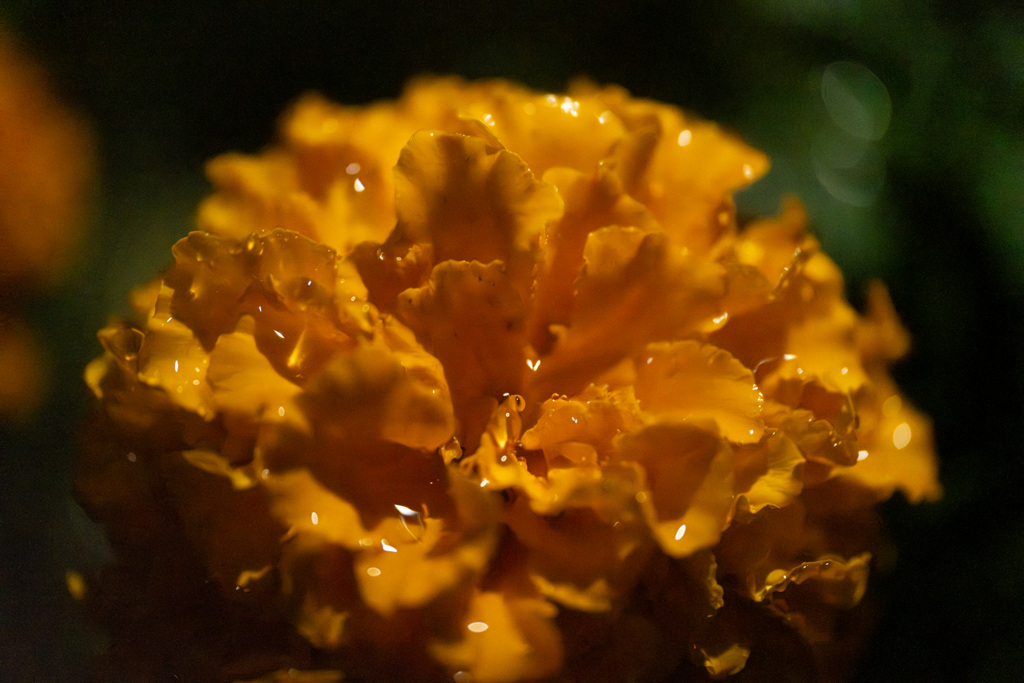 DSCF6957