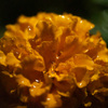 DSCF6957