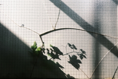 DSCF4394(1)