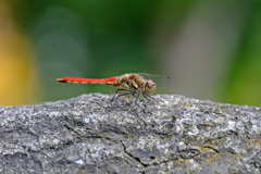 DSCF2944(2)