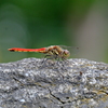 DSCF2944(2)