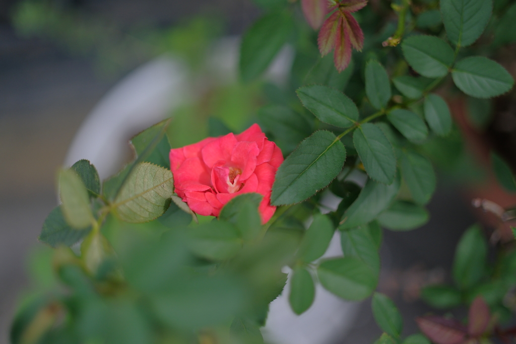 DSCF2795(1)