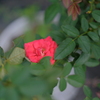 DSCF2795(1)