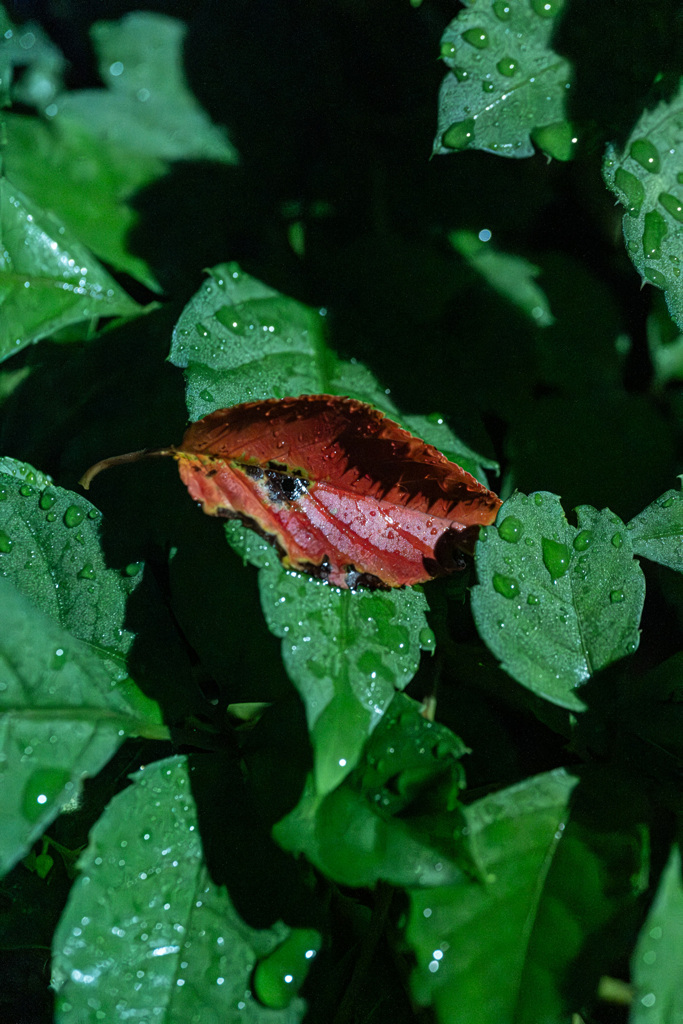 DSCF6950
