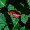 DSCF6950