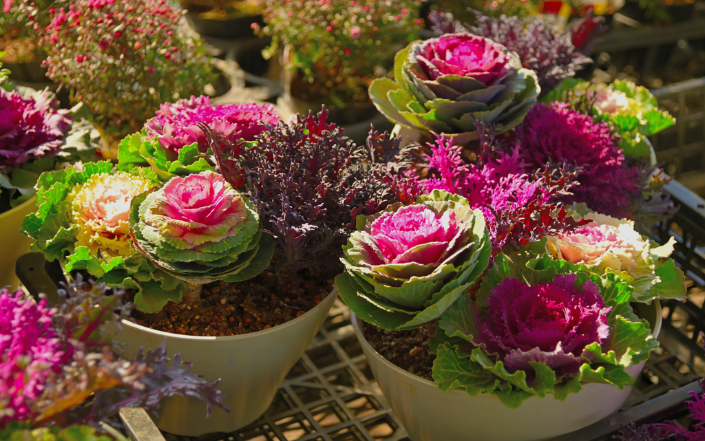 When Salad Decides to Bloom