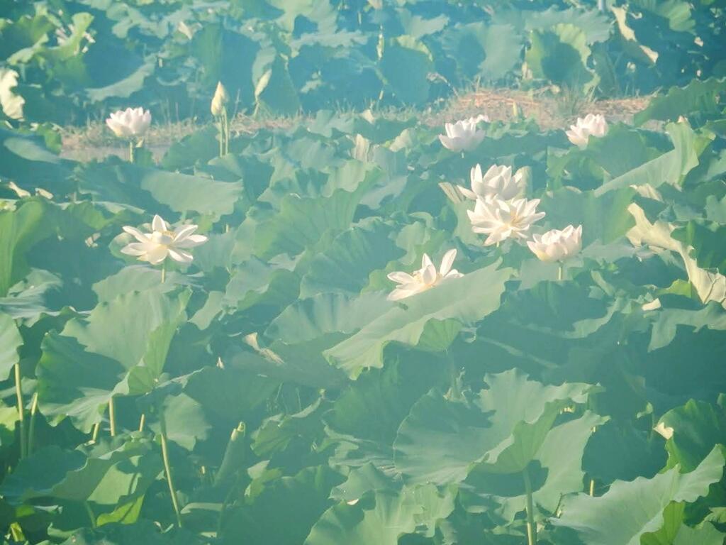 蓮の花