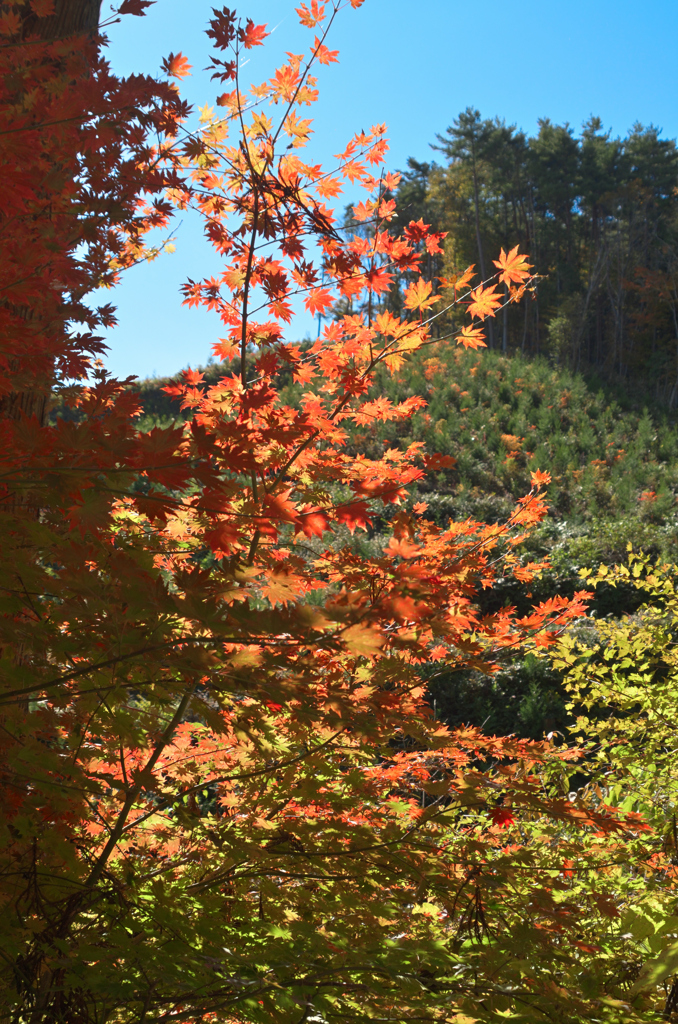 山中紅葉３