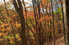 秋の雑木林３