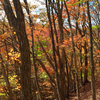 秋の雑木林３