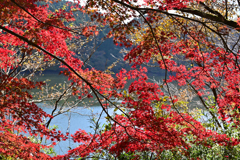 深山湖紅葉6