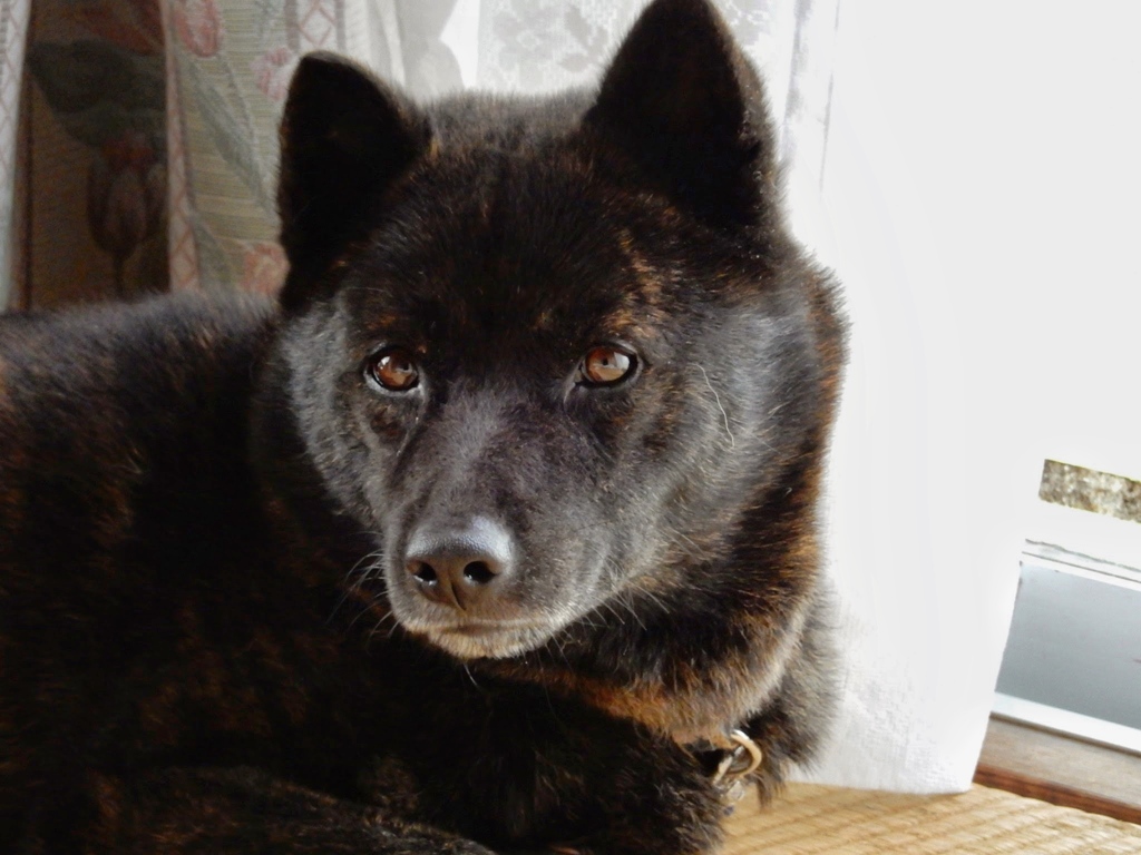 甲斐犬
