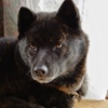 甲斐犬