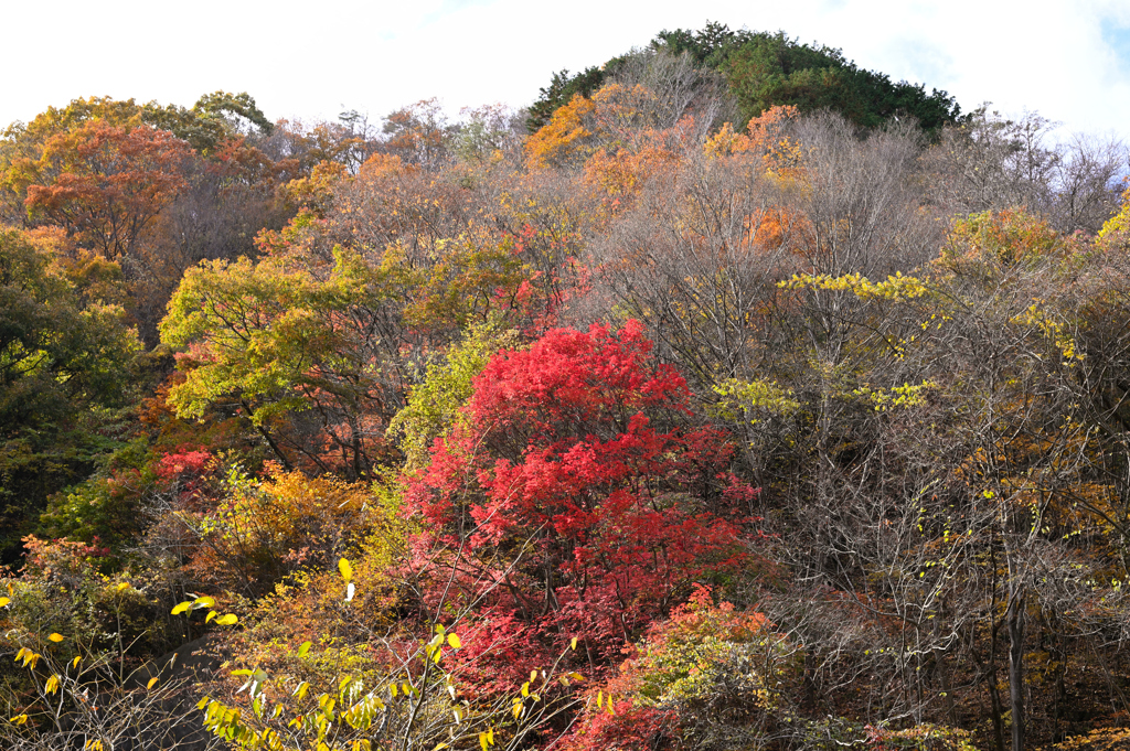 山中紅葉7