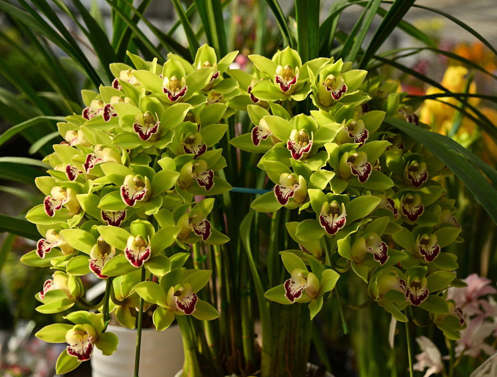 Orchid-stra Conductor