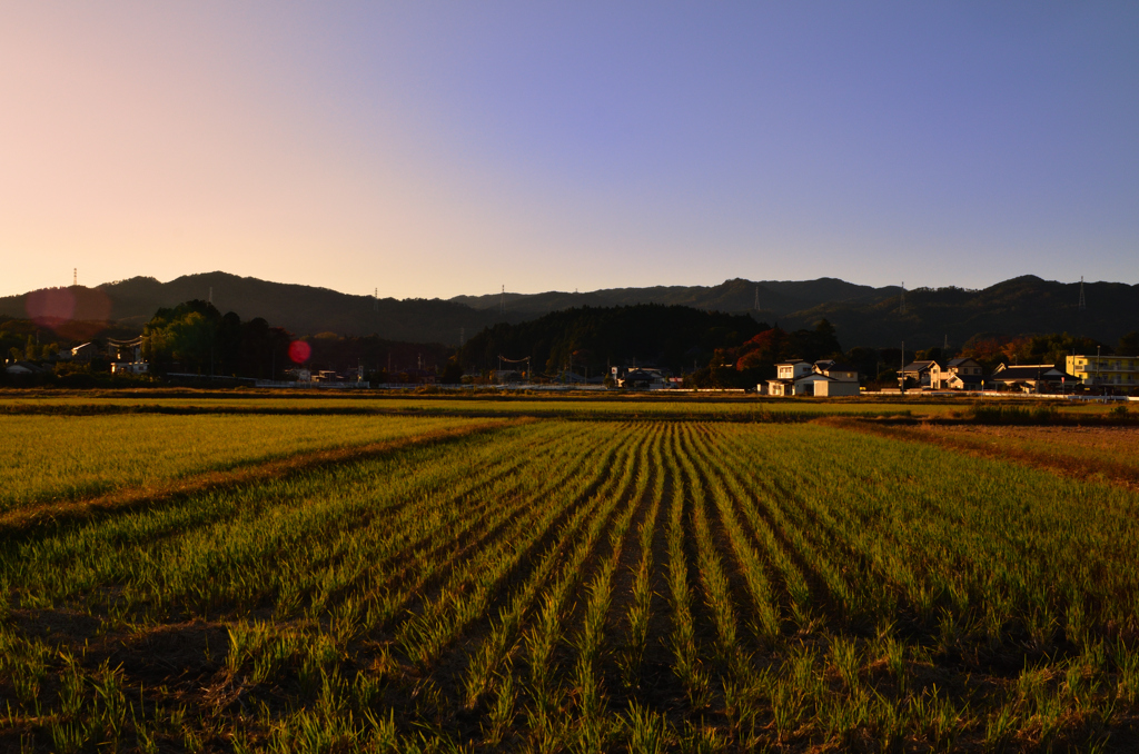 田圃夕暮１