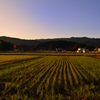 田圃夕暮１