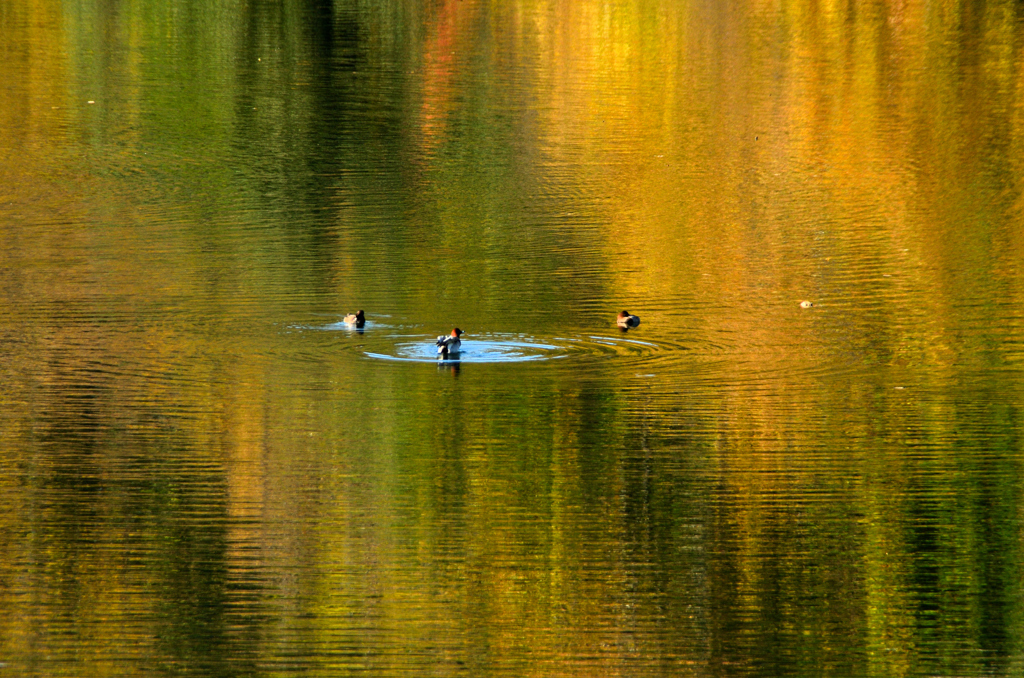 晩秋の深山湖と小鴨の家族