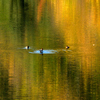 晩秋の深山湖と小鴨の家族