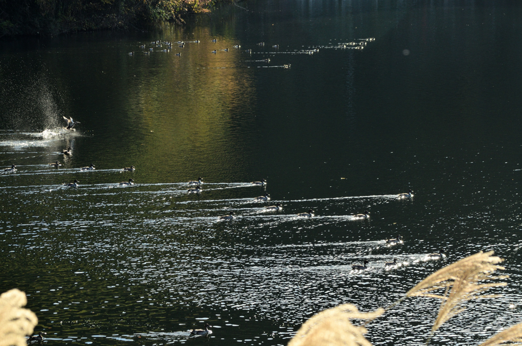 小鴨群離水準備