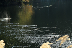 小鴨群離水準備