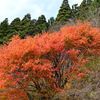 山中紅葉9