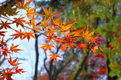 紅葉冬の朝