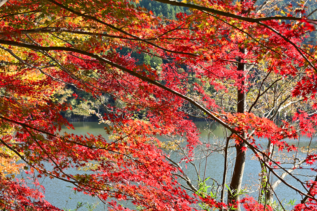 深山湖紅葉8