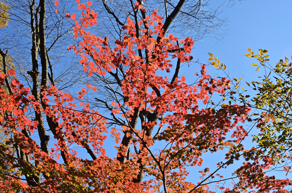 山中紅葉５
