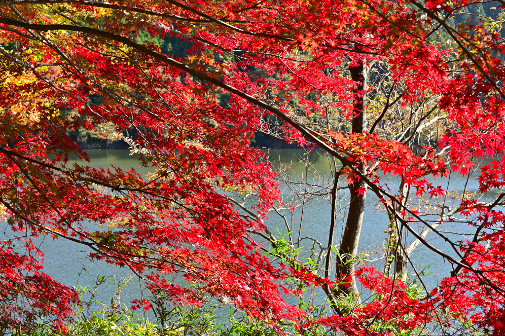 深山湖紅葉9