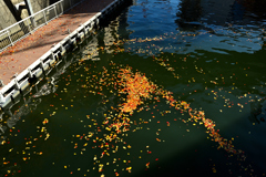 五反田目黒川晩秋