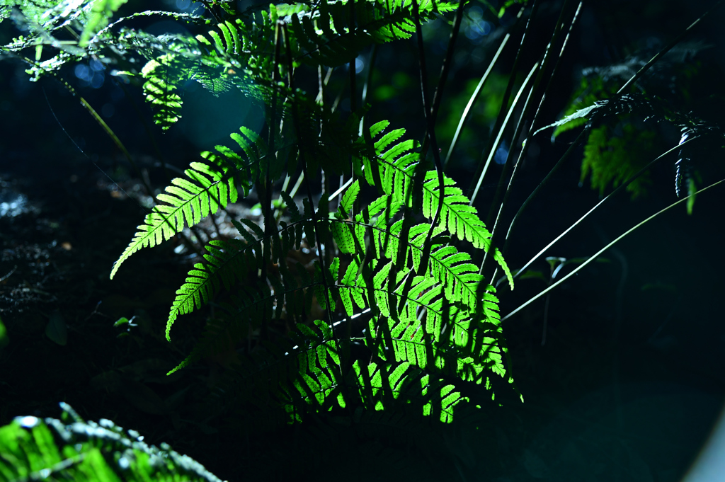 The Fern That Stole the Spotlight
