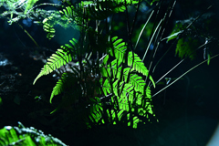 The Fern That Stole the Spotlight