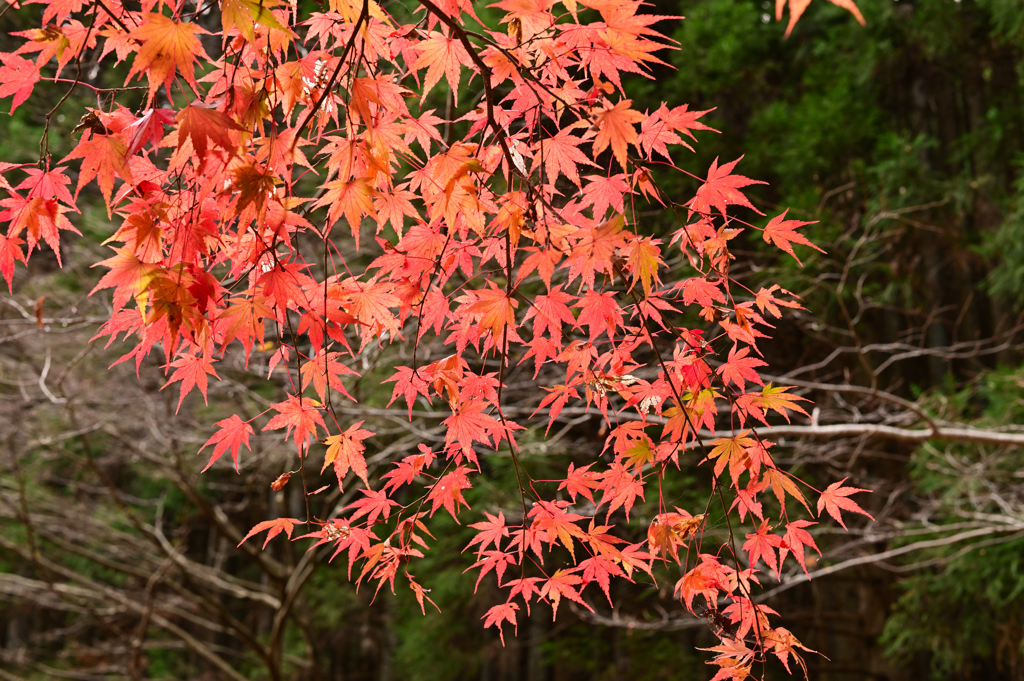 山中紅葉１２