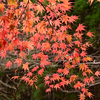 山中紅葉１２