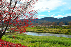 久慈川中流晩秋