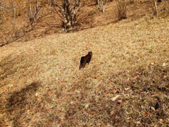 冬山に鹿を追う甲斐犬