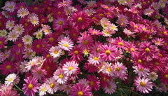 The Density of Spring